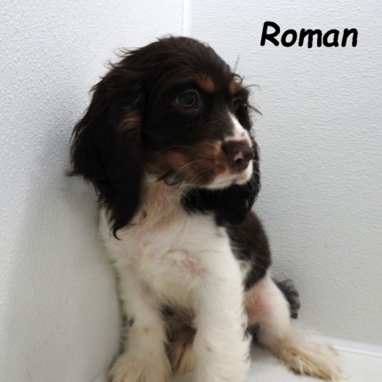 puppy, for, sale, Cocker Spaniel, Joe & Cherri  Overlease, dog, breeder, Miller, MO, dog-breeder, puppy-for-sale, forsale, nearby, find, puppyfind, locator, puppylocator, aca